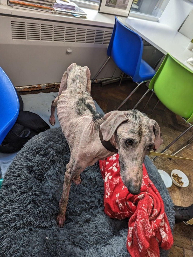 Main image for Remarkable recovery for ‘barely alive’ dog