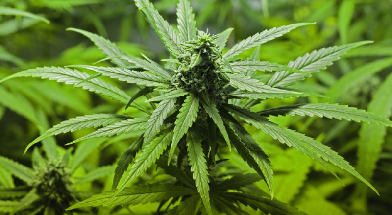 Main image for Police crack down on cannabis cultivation