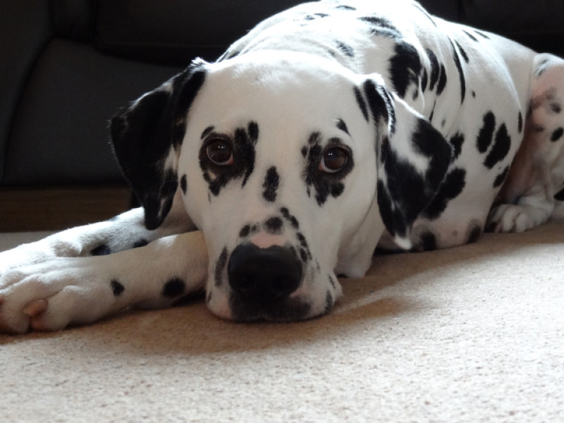 Main image for Sweet-toothed pooch's brush with death after Easter egg binge