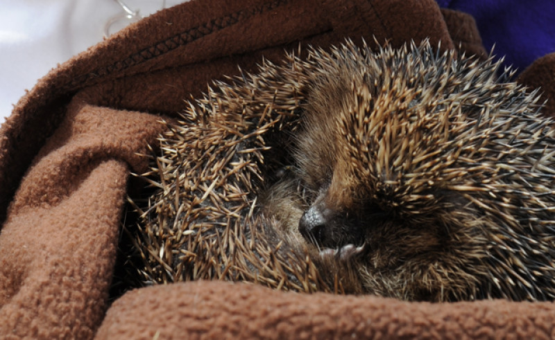 Main image for Poorly hedgehogs bounce back