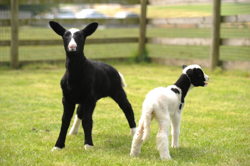 Main image for Cannon Hall reveals 'giant' lamb