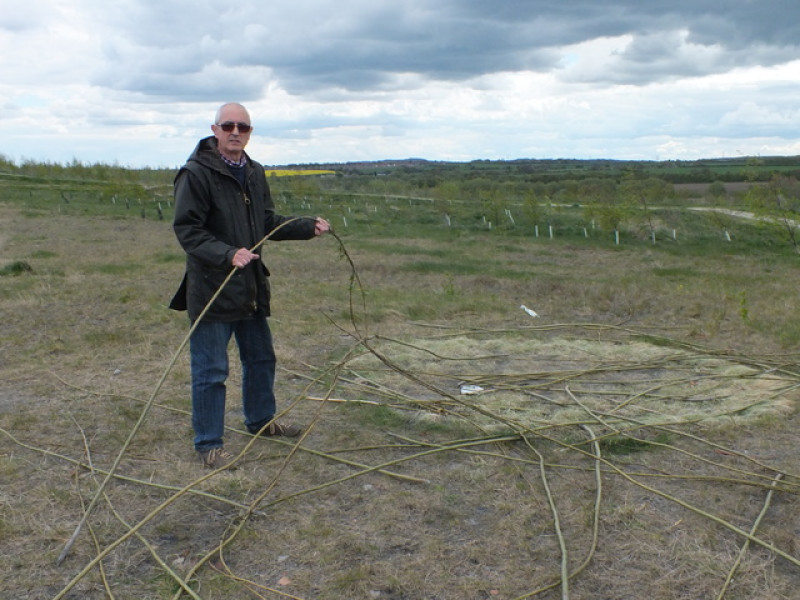 Main image for Vandals destroy willow tunnel