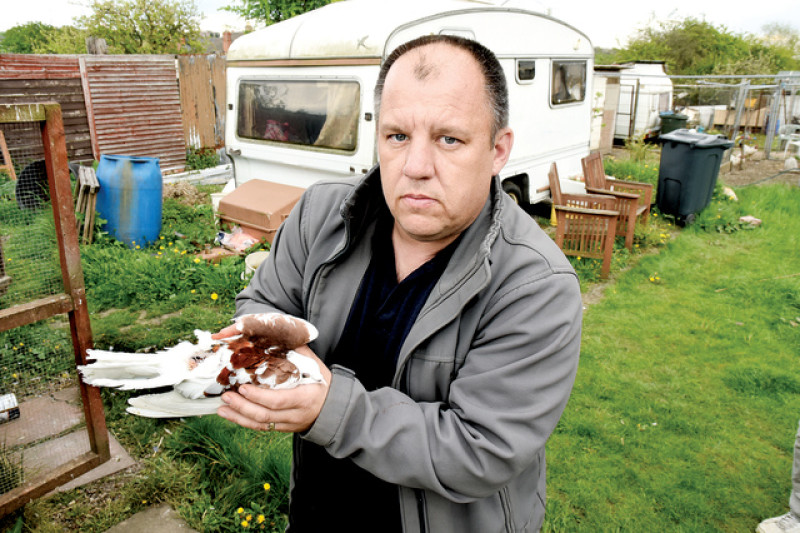 Main image for Pigeons killed in savage attack