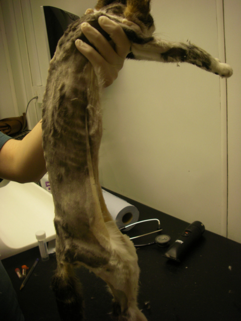 Main image for Pet cruelty on the rise - shock attacks revealed