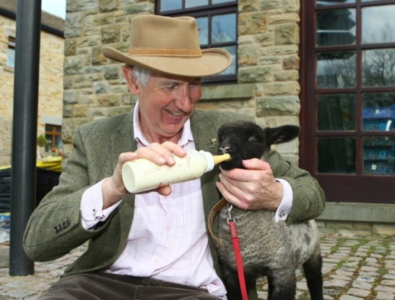 Main image for Pot House Hamlet adopts Shropshire lamb
