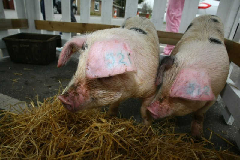 Main image for Pupils enjoy Penistone Show visit