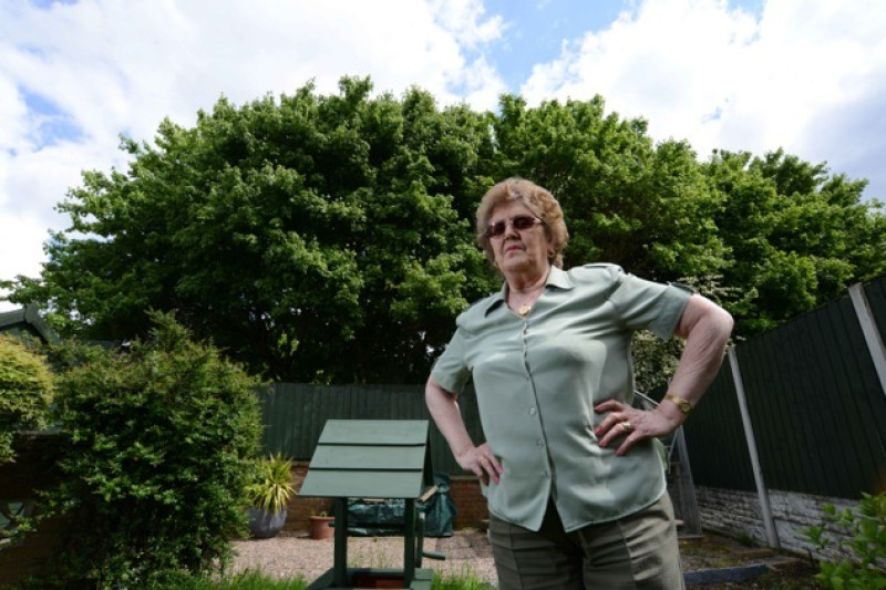 Main image for Pensioner unhappy with over grown trees