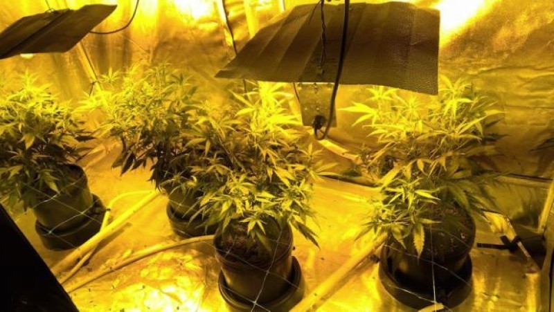 Main image for Cannabis haul dug out in Grimethorpe
