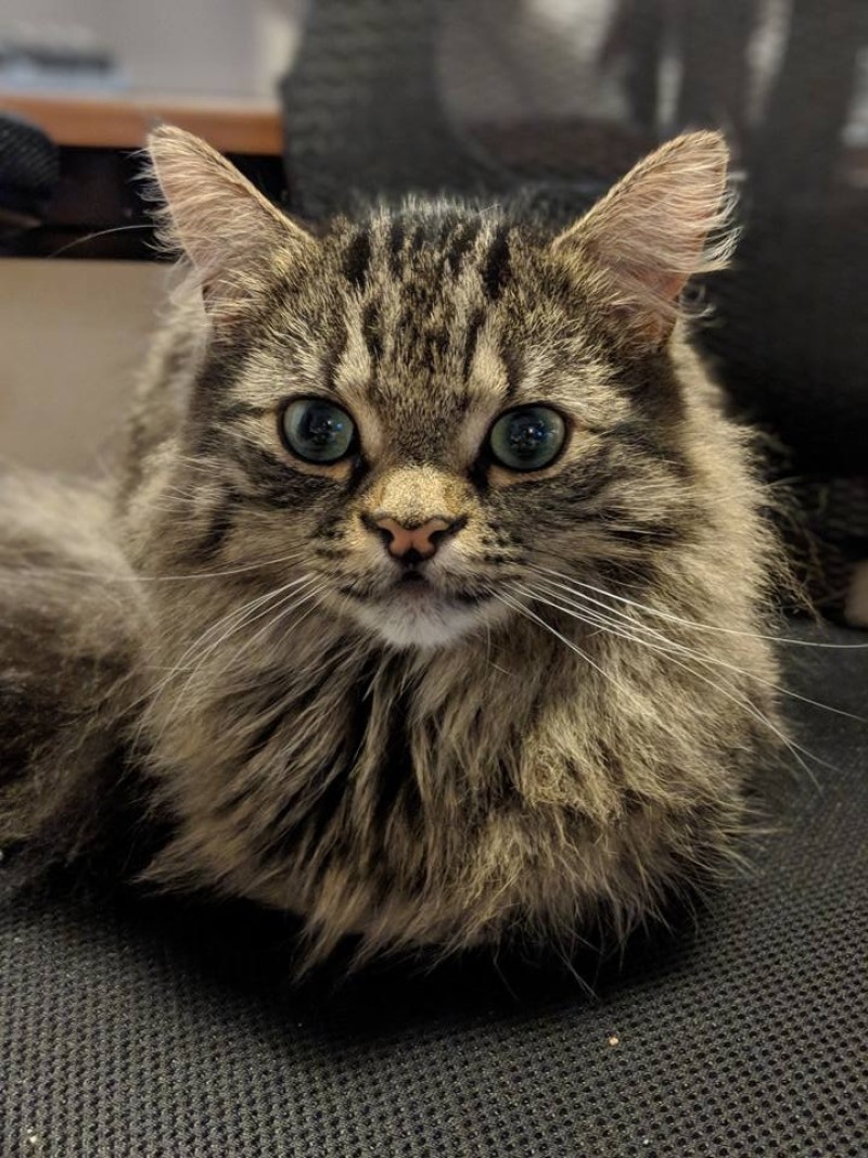 Main image for UPDATE: Three legged Bruce has come home