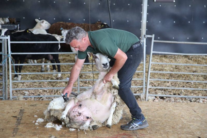 Main image for Shear hard work for farmer David