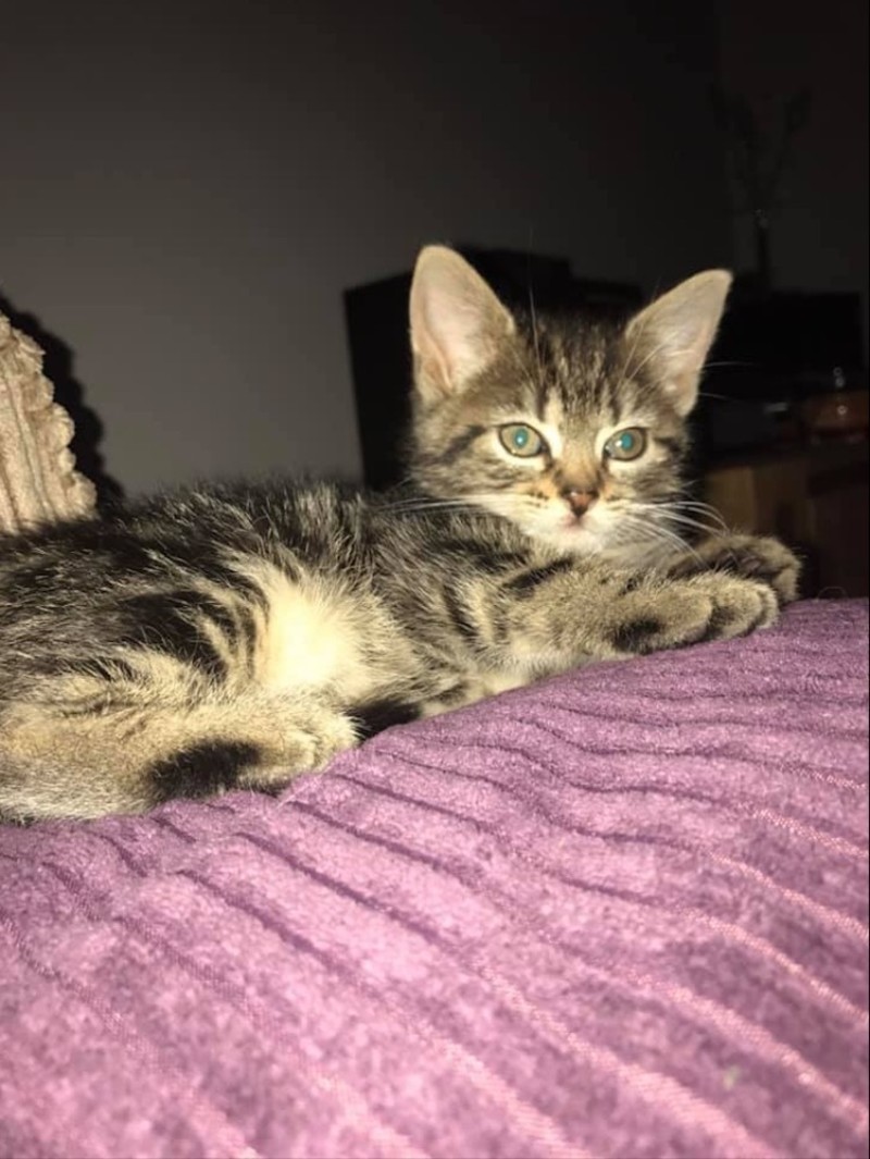 Main image for Cat fatally wounded by air rifle