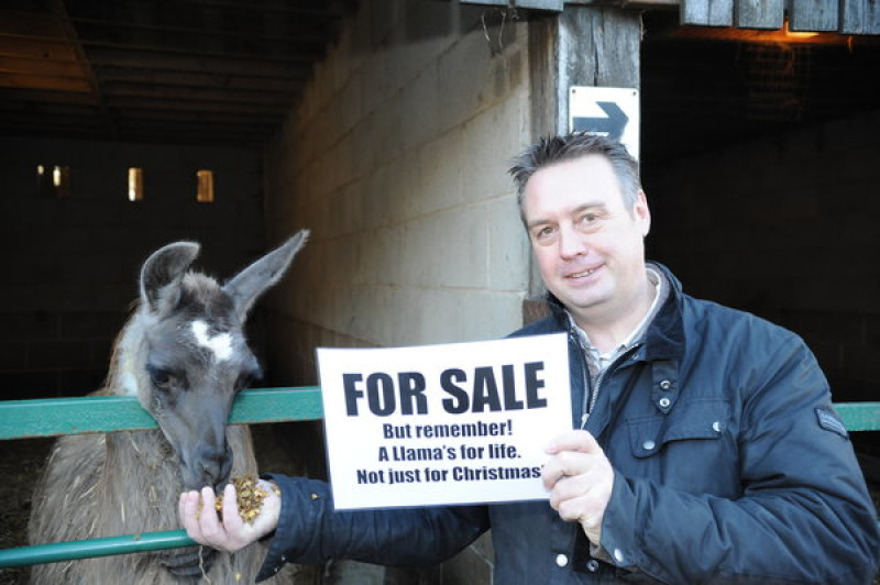 Main image for What an unusual gift a llama would be