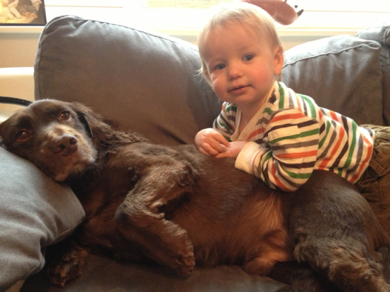 Main image for Family distraught at Choc the dog's disappearance