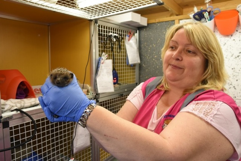 Main image for Hedgehog extinction warning from local woman