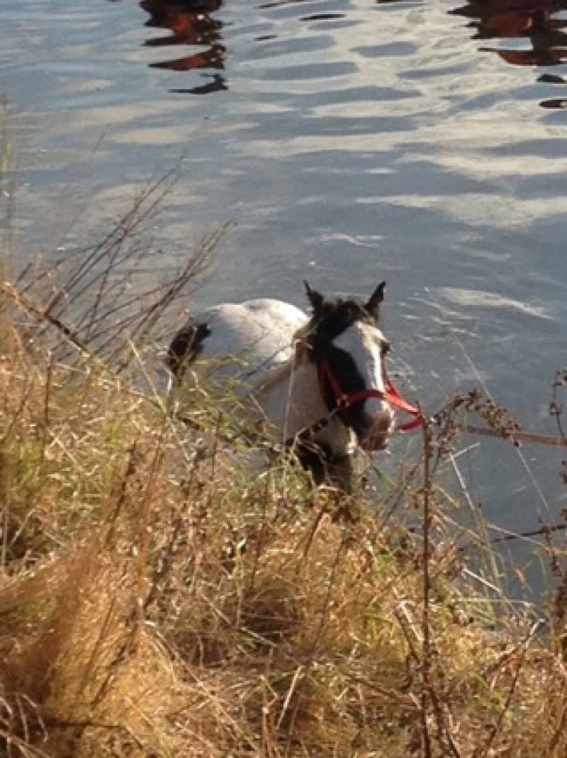 Main image for Firefighters save trapped horse