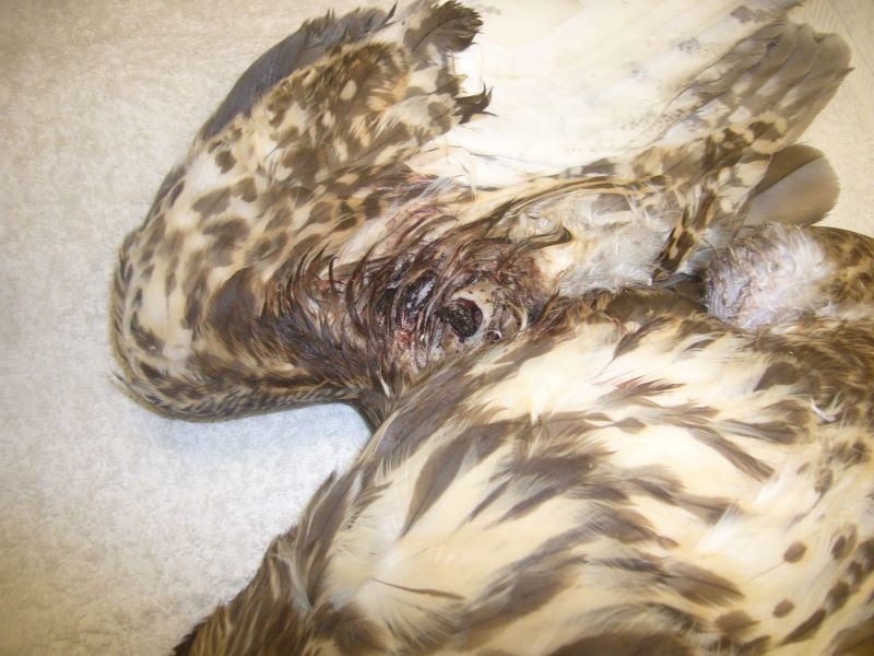 Main image for Protected birds needlessly killed