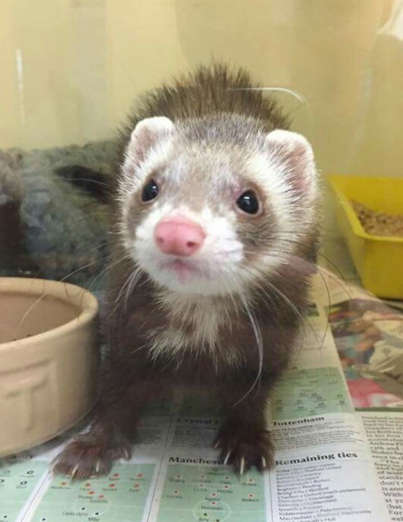Main image for Ferret found in job centre