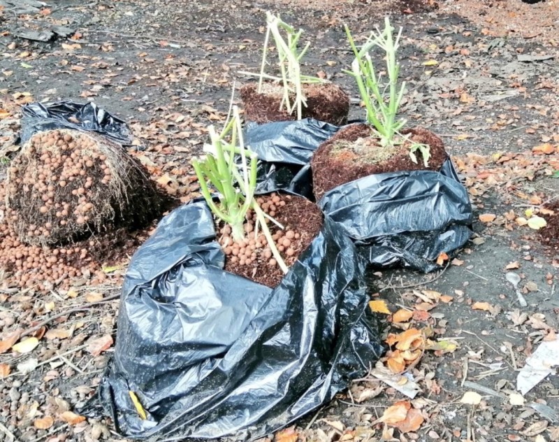 Main image for Cannabis fly-tips blight Barnsley’s countryside