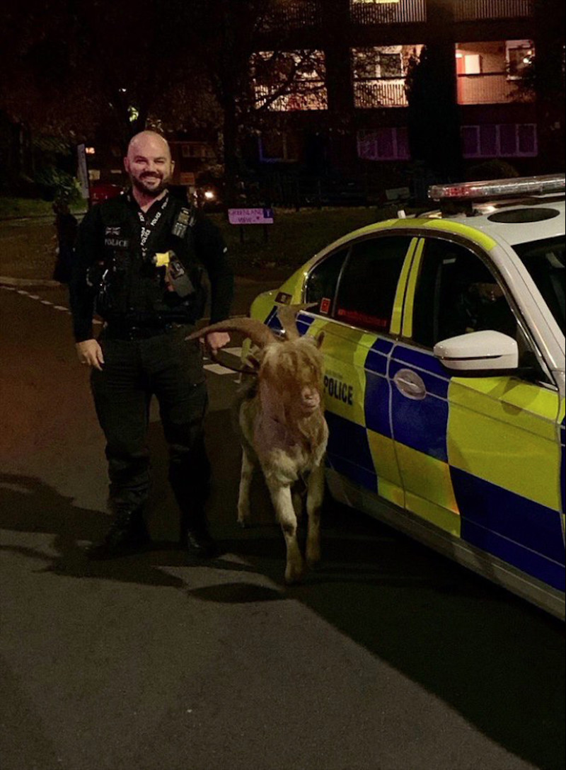 Main image for Unwanted goat finds Barnsley home