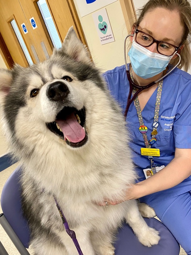 Main image for Dog’s visit boost hospital employees’ morale