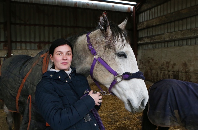 Main image for Horse injured in deliberate firework attack