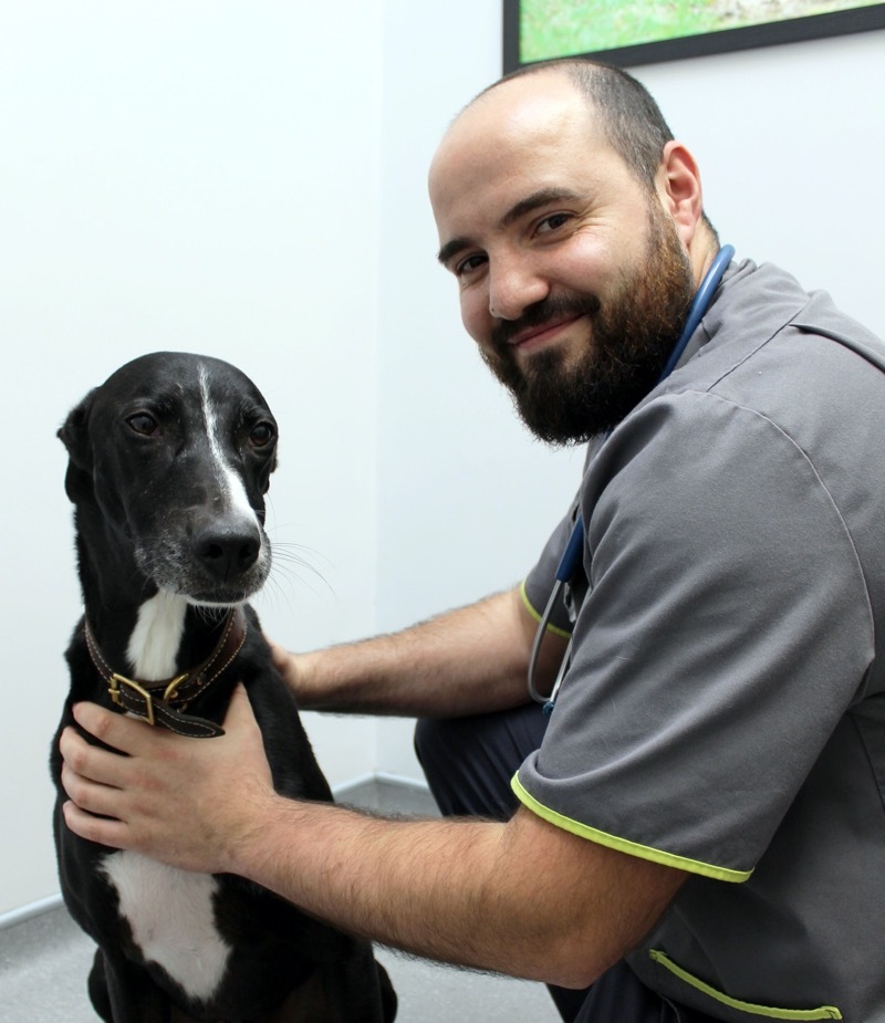 Main image for Deadly dog diseases on the rise
