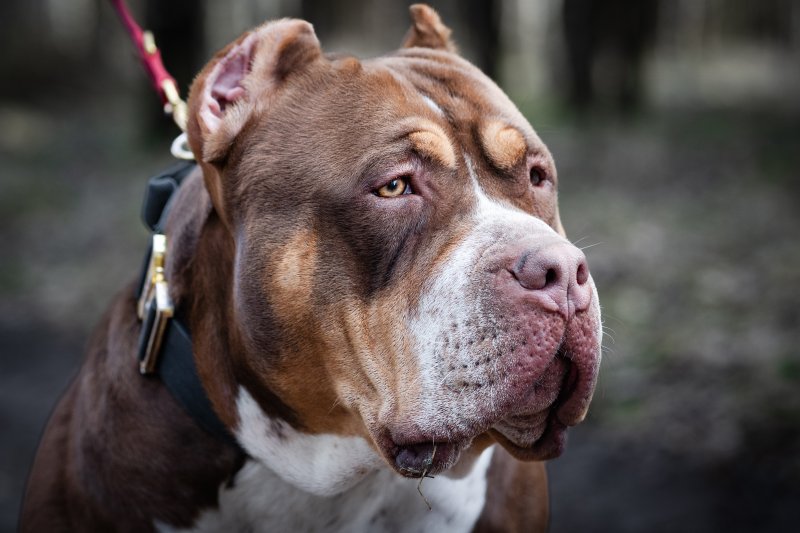 Main image for XL bully owners warned of incoming rules