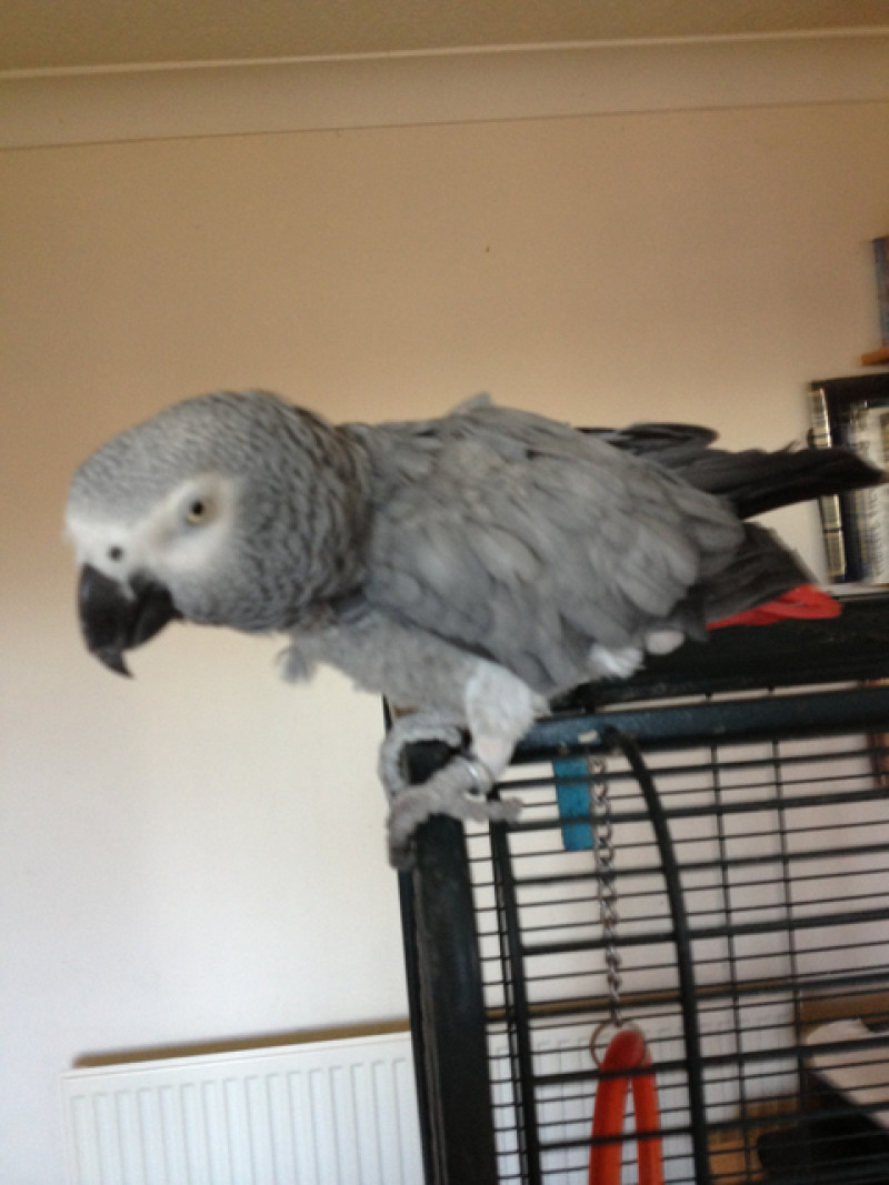 Main image for Escaped parrot 'great comfort' to transplant patient