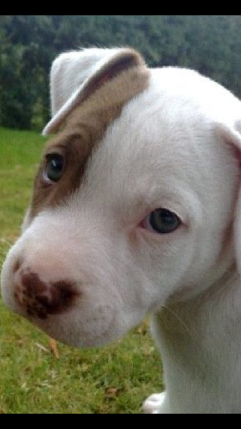 Main image for Bruiser's owner given warning by police