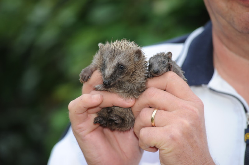 Main image for Rescued hedgehogs snuggle up