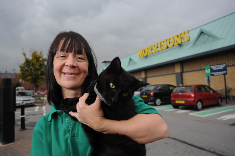 Main image for Mischievous mog a hit at Morrisons