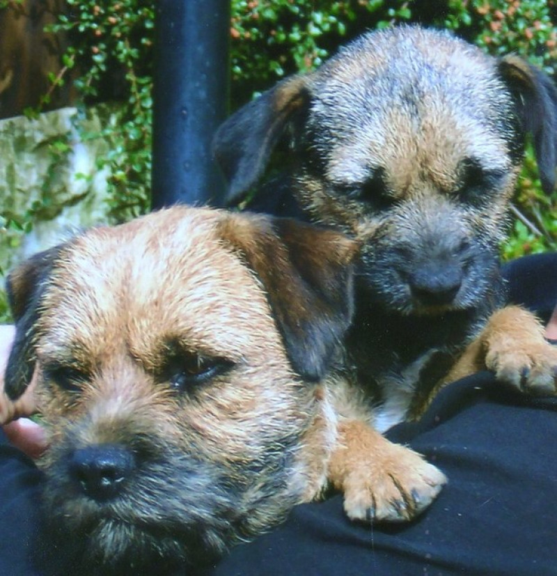 Main image for Dog owners warned after pet attacked