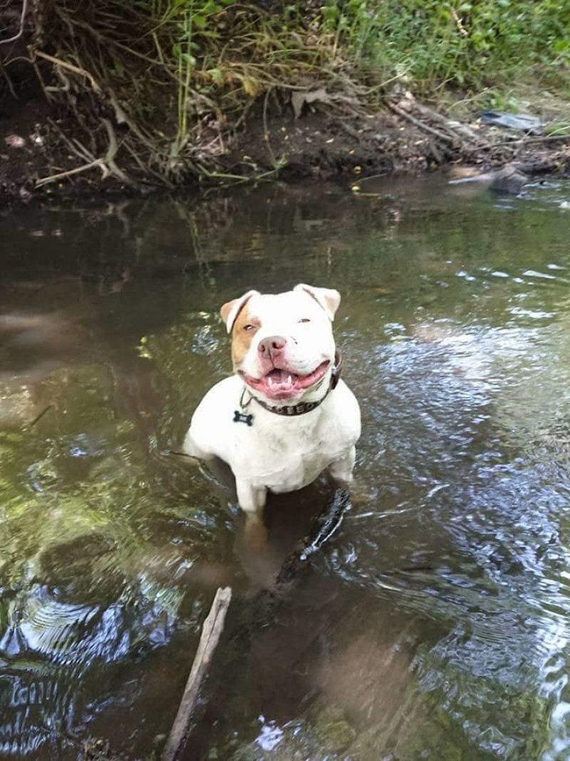 Main image for Burglars are believed to have attacked family dog