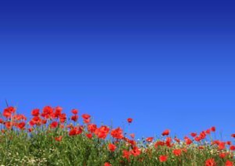 Main image for Volunteers needed ahead of poppy selling season