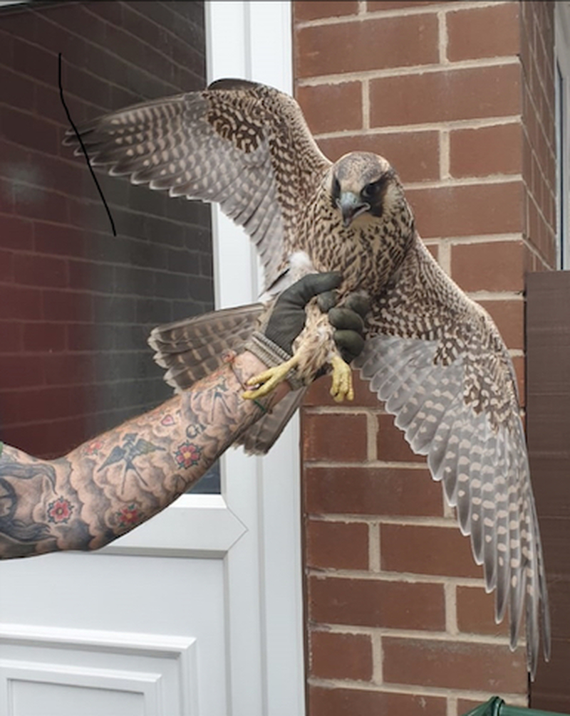 Main image for Falcon poisoned near award-winning nature reserve