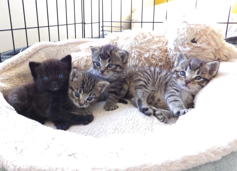 Main image for Dumped kittens ‘lucky to be alive’
