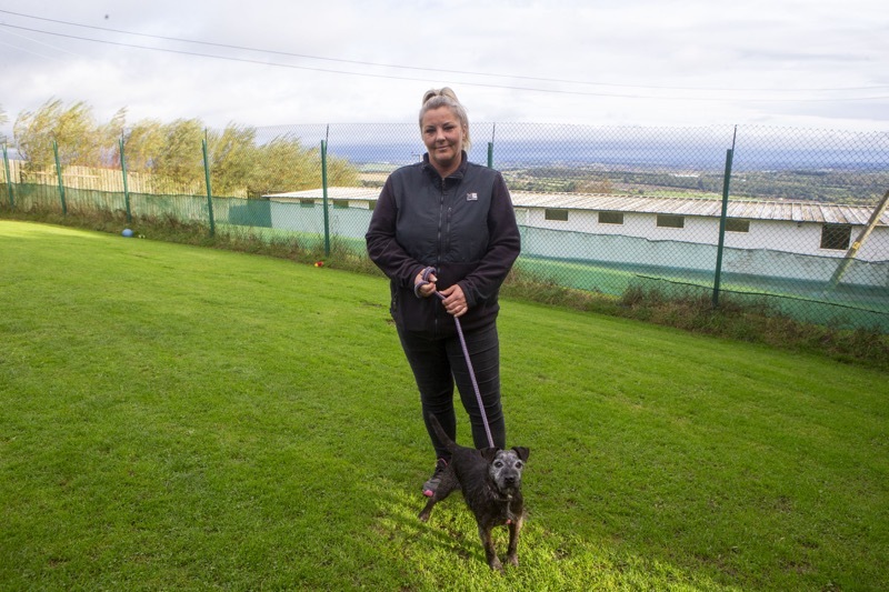 Main image for Urgent appeal to re-home dogs