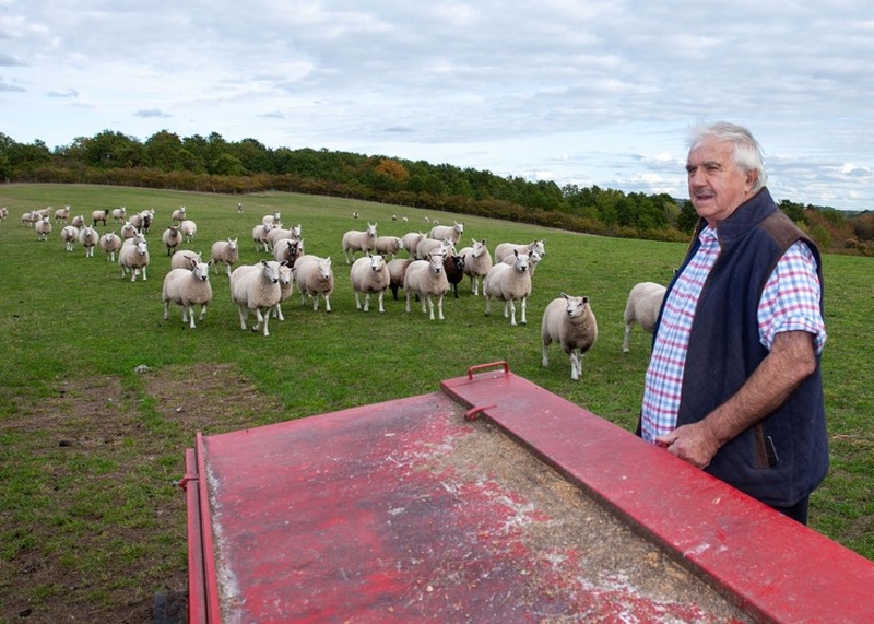 SHEEP KILLER: Farmer Paul Edwards with his flock. Picture Shaun Colborn PD094503