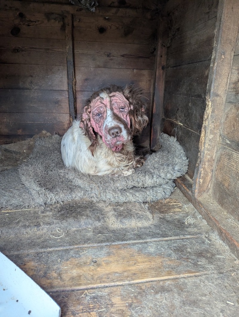 HEARTBREAKING: How Pip was found by the RSPCA.