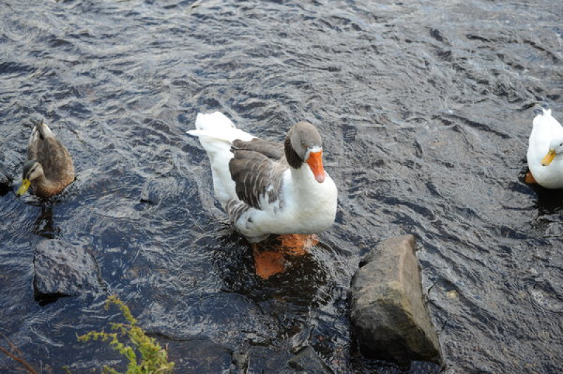 Main image for Have you seen his mate?