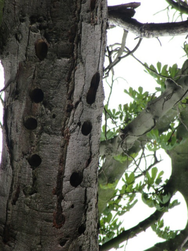 Main image for Empty nests for Darfield as vandals scare off wildlife