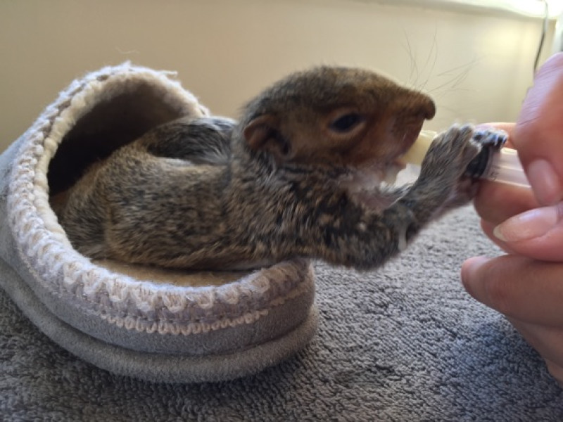 Main image for Baby squirrel saved after storm