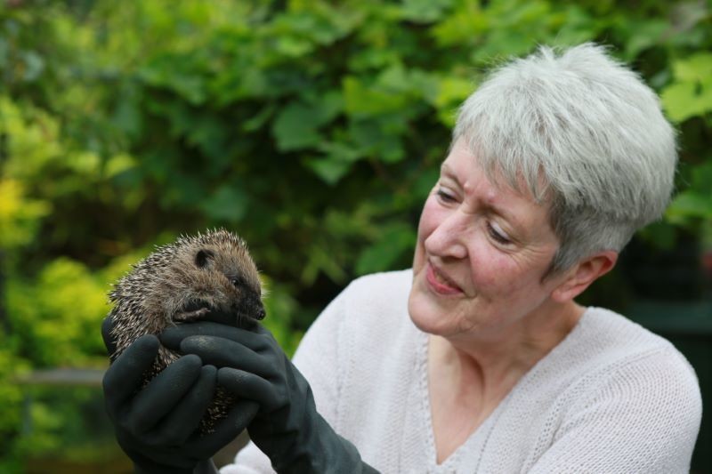 Main image for Hedgehog hospital to close