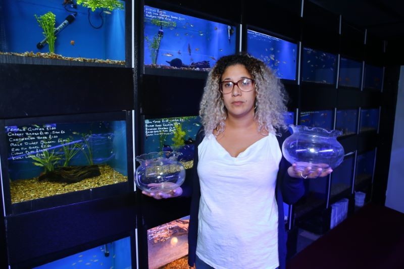 Main image for Stolen fighting fish ‘probably killed each other’