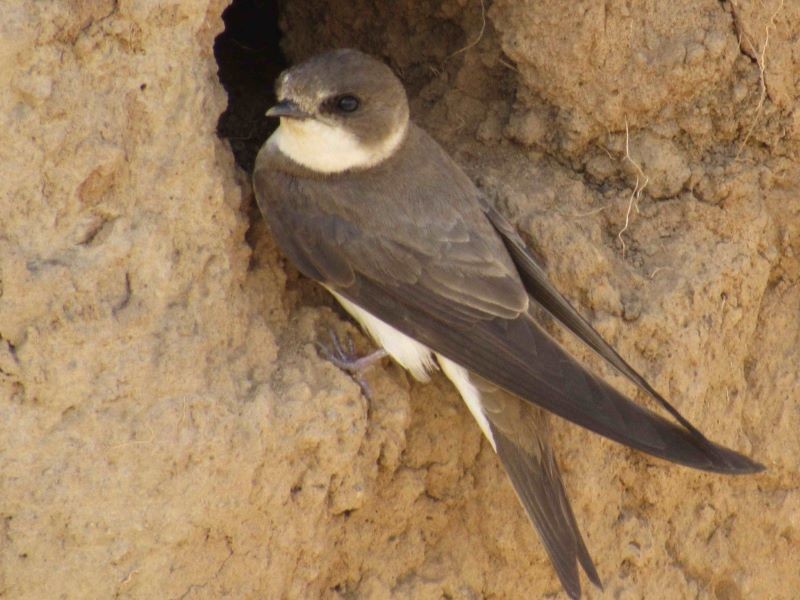 Main image for Birds halt work on new development