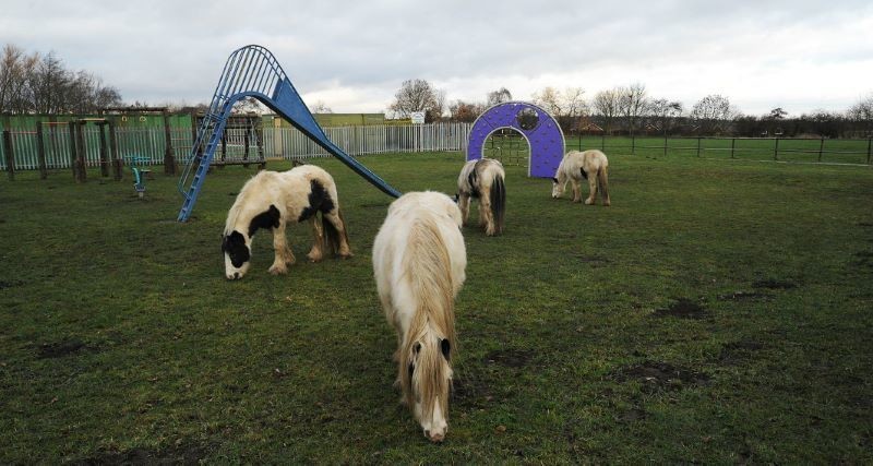 Main image for Horse bailiff to work in Brierley