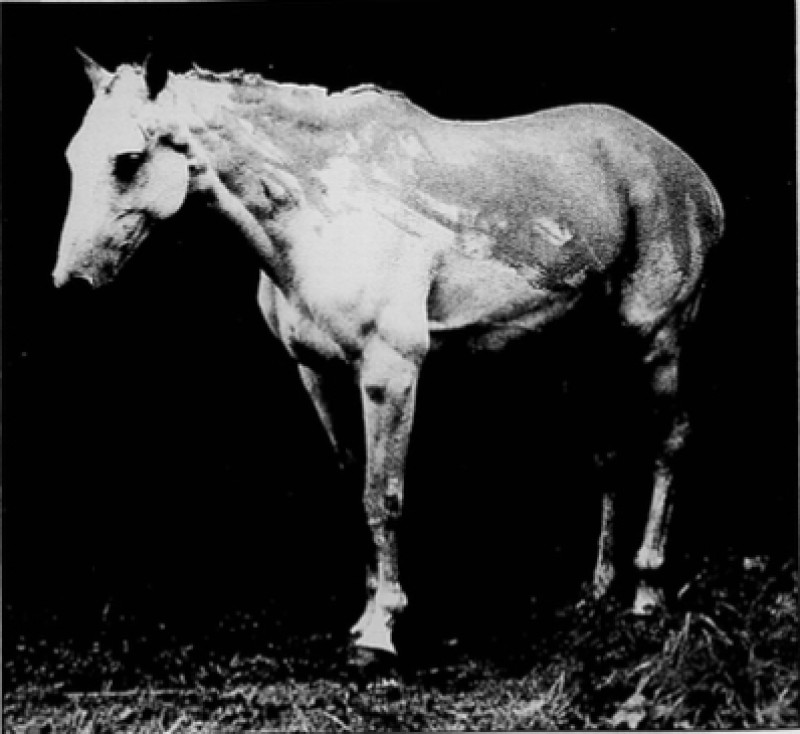 Main image for Glancing Back: 1993