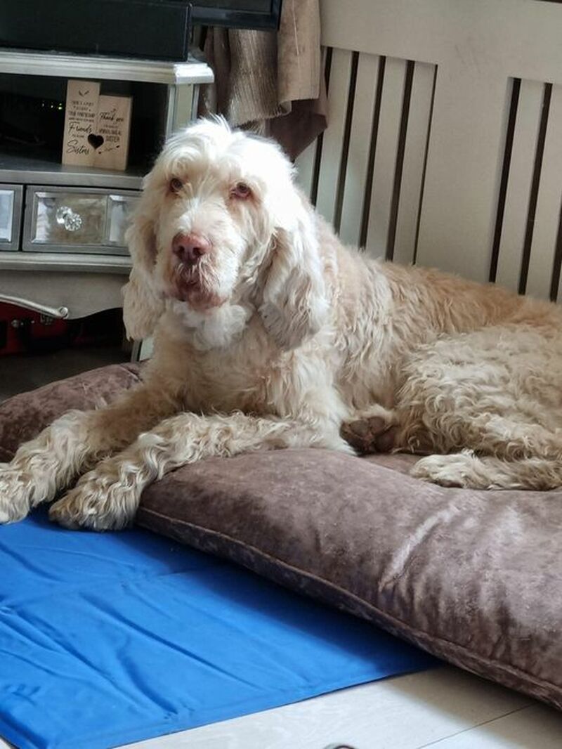 Main image for Warning after fatal dog poisoning