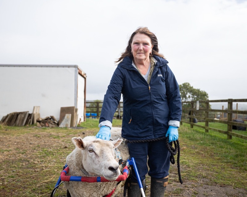 LEASE OF LIFE: Dave the sheep with Mary Hepworth. Picture: Seth Rose.
